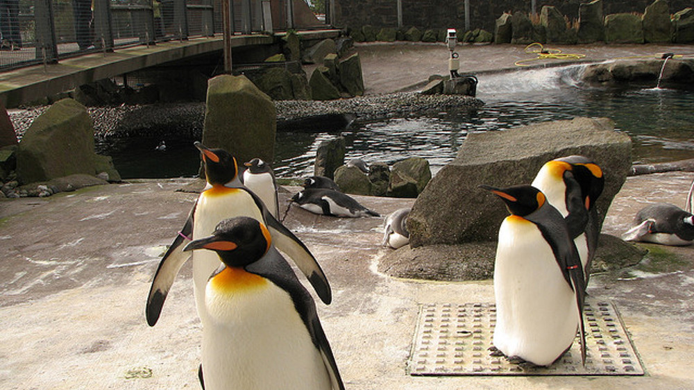 Edinburgh Zoo Edinburgh Zoo