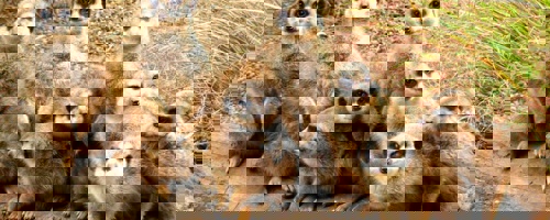 Edinburgh Zoo
