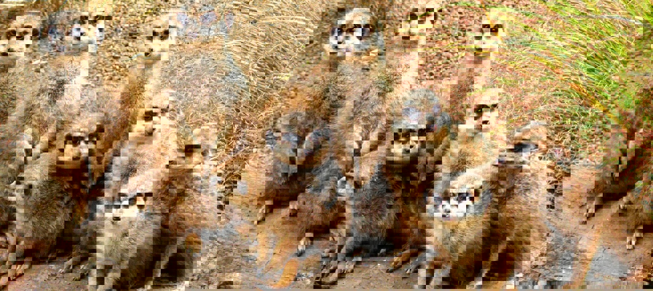 Edinburgh Zoo Edinburgh Zoo