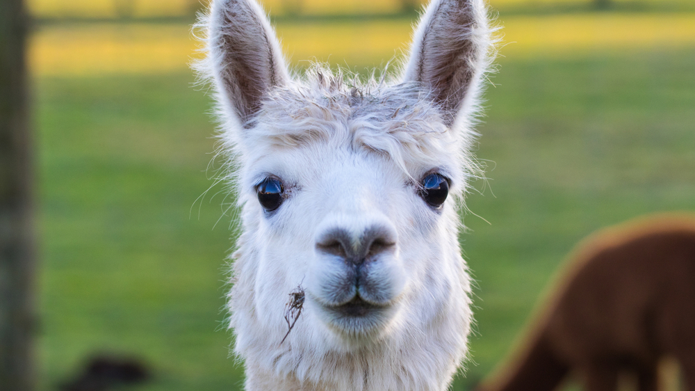 Alpaca trekking